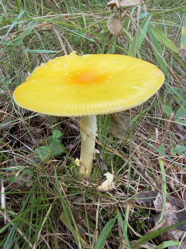 American Yellow Fly Agaric