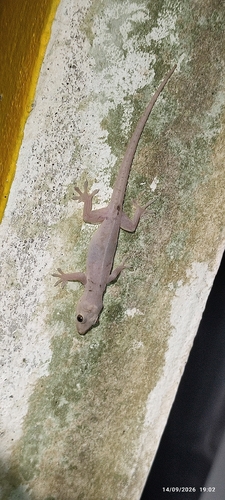 Asian House Gecko