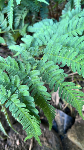 marginal wood fern