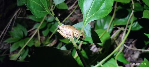Common Southeast Asian Tree Frog