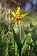 Erythronium grandiflorum