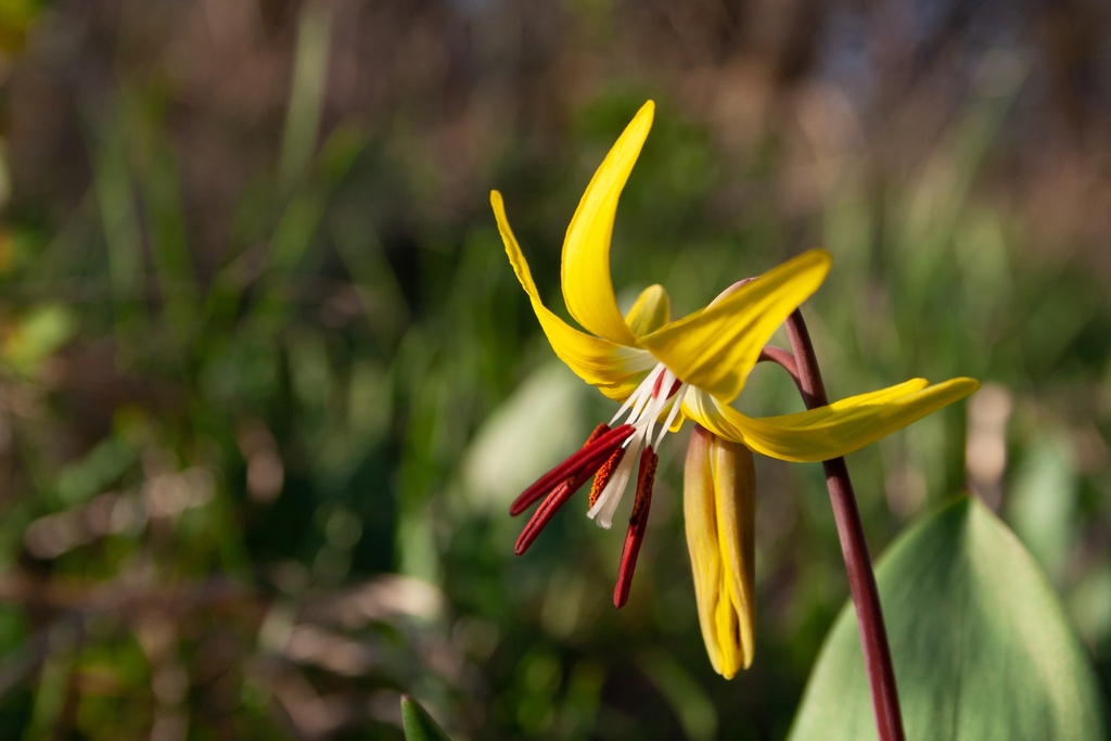 Erythronium grandiflorum; photograph (c) Cody Hinchliff, some rights reserved (CC BY)