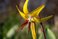 (c) Cody Hinchliff, some rights reserved (CC BY) Erythronium grandiflorum, photograph (c) Cody Hinchliff, some rights reserved (CC BY)