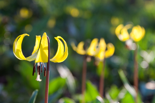 Erythronium grandiflorum, photograph 4