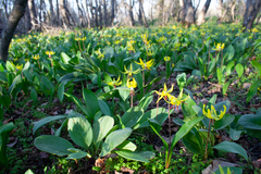(c) Cody Hinchliff, some rights reserved (CC BY) Erythronium grandiflorum, photograph (c) Cody Hinchliff, some rights reserved (CC BY)