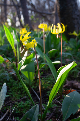 Erythronium grandiflorum, photograph 5