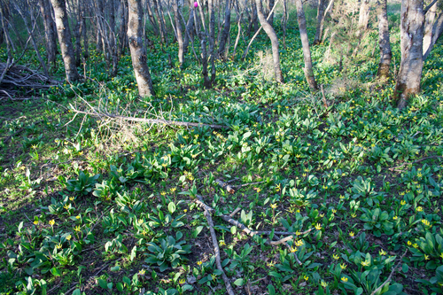 Erythronium grandiflorum, photograph 6