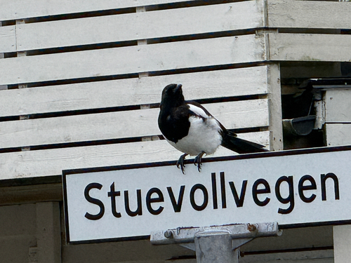 Eurasian Magpie