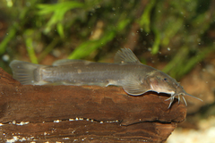 Amphilius krefftii