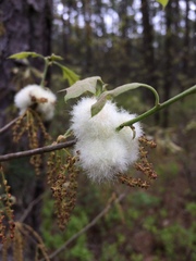 Callirhytis quercusoperator