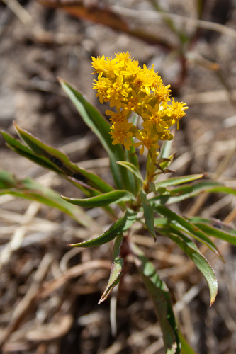 Solidago missouriensis, photograph 5