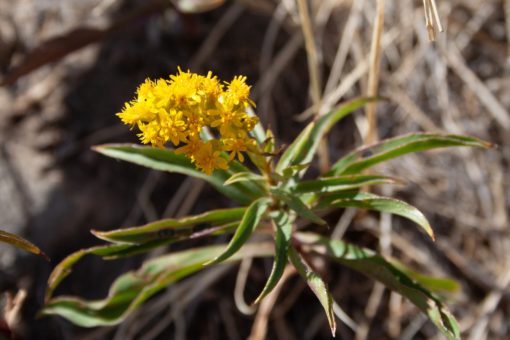 Solidago missouriensis; photograph (c) Cody Hinchliff, some rights reserved (CC BY)