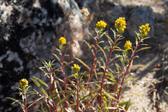 Solidago missouriensis, photograph (c) Cody Hinchliff, some rights reserved (CC BY)