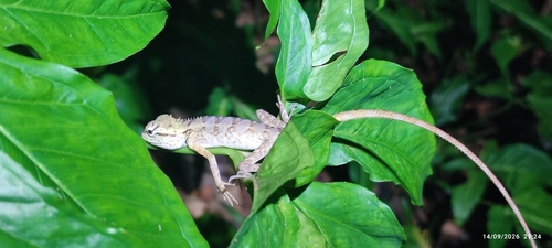Forest Garden Lizard