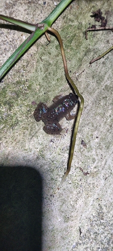 Round-tongued Floating Frog