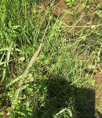 Eleocharis wolfii