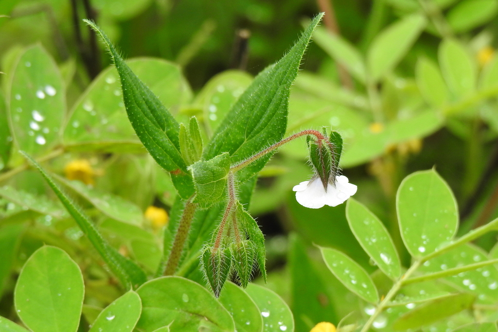 Trichodesma indicum; photograph author not stated, no rights reserved