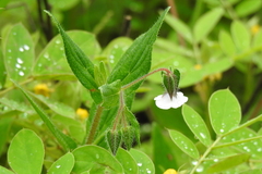 Trichodesma indicum