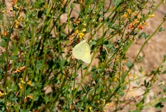 Colias harfordii