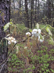 Callirhytis quercusoperator