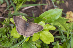 Paryphthimoides poltys