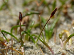 Eleocharis neozelandica