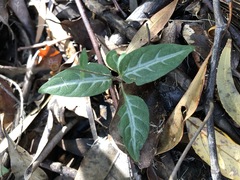 Pseuderanthemum variabile
