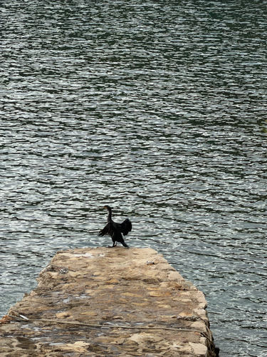 European Shag