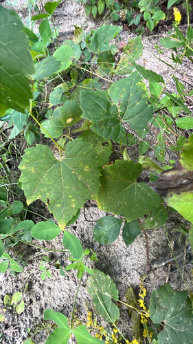riverbank grape