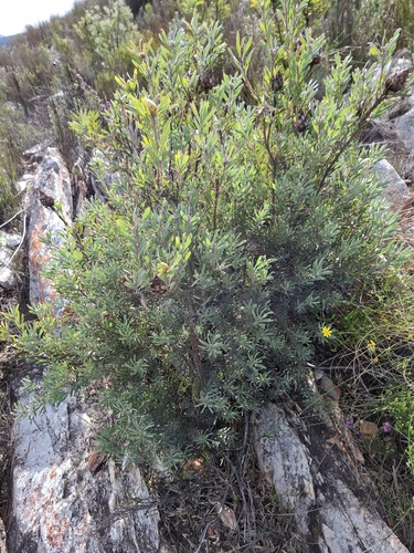 Leucadendron rubrum, photograph 1