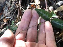 Pseuderanthemum variabile