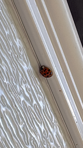 Asian Lady Beetle