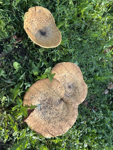 Dryad's Saddle