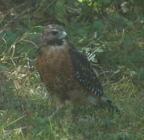 Red-shouldered Hawk