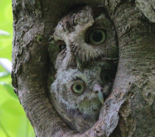 Eastern Screech-Owl photographed in Pennsylvania