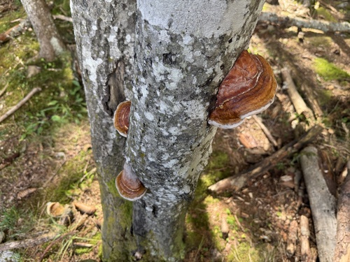 Red-banded Polypore