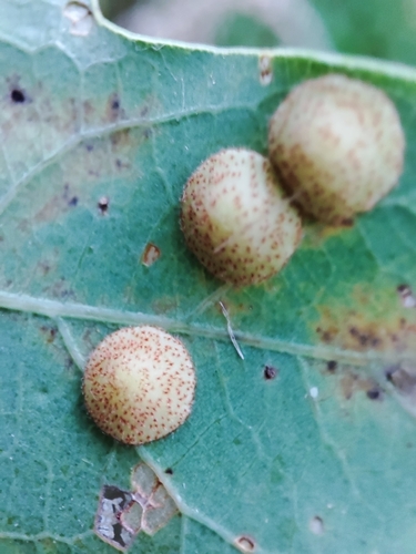 Common Spangle Gall Wasp