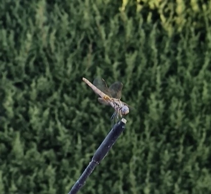 Violet Dropwing