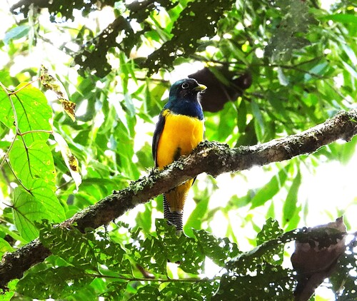 Atlantic Black-throated Trogon