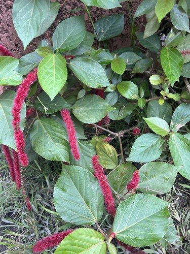 Chenille-plant
