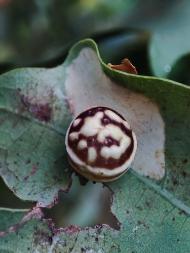 Striped Pea Gall Wasp