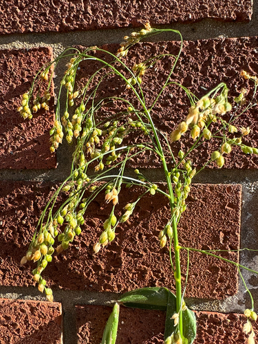 Panicum miliaceum, photograph 6