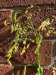 Panicum miliaceum, photograph (c) Terry Instone, some rights reserved (CC BY)