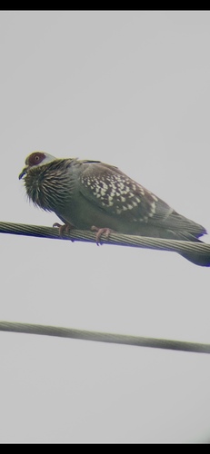 Speckled Pigeon