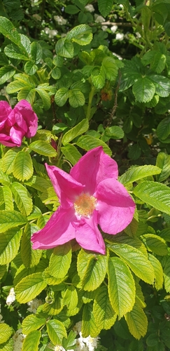 Rosa rugosa