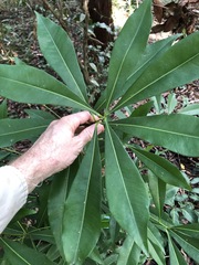 Planchonella chartacea