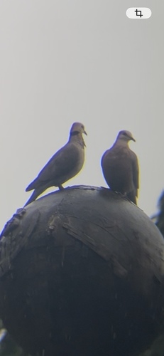 Red-eyed Dove