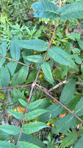 staghorn sumac
