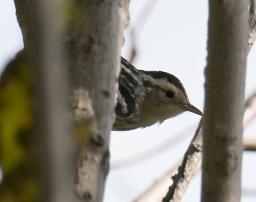Black-and-white Warbler