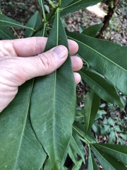 Planchonella chartacea